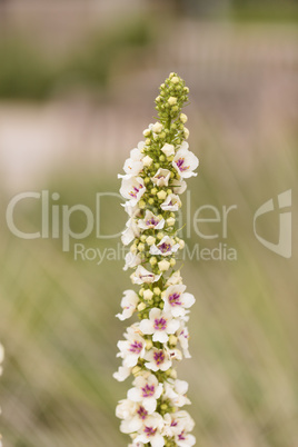 White and red nettle leaved Mullein