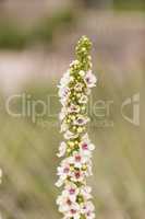 White and red nettle leaved Mullein