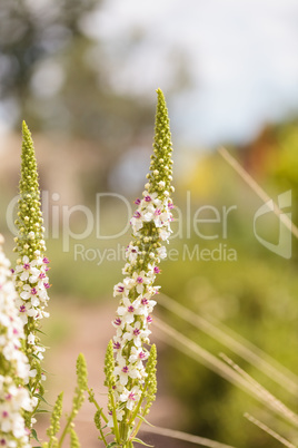 White and red nettle leaved Mullein