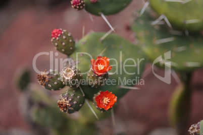 Small red Opuntia quitensis cactus