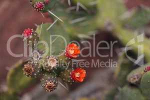Small red Opuntia quitensis cactus