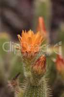 Lobivia huascha andalgala cactus