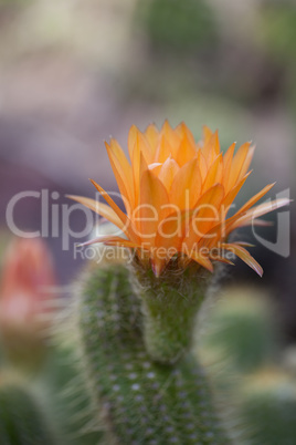 Lobivia huascha andalgala cactus