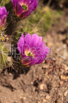 Ferocactus emoryi blooms