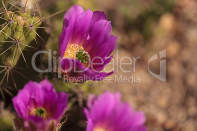 Ferocactus emoryi blooms