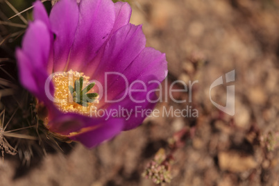 Ferocactus emoryi blooms