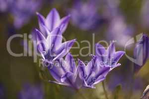 Purple blue Agapanthus flowers