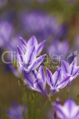 Purple blue Agapanthus flowers