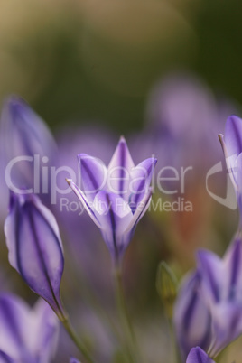 Purple blue Agapanthus flowers