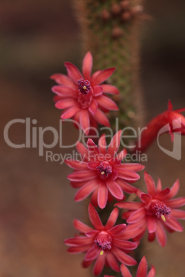Hybrid red Echinopsis Allusion cactus