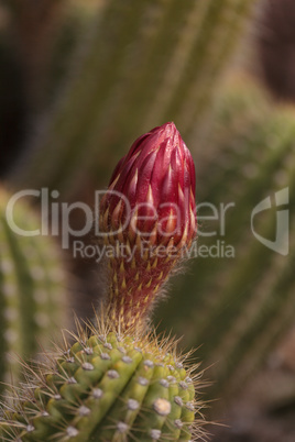 Red Echinopsis flower called the flying saucer