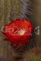 Trichocereus grandiflorus cactus