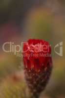 Trichocereus grandiflorus cactus