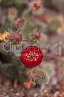 Red Tunilla erectoclada cactus flower