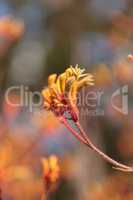 Yellow, orange and red Tall Kangaroo Paws flowers