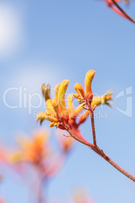 Yellow, orange and red Tall Kangaroo Paws flowers