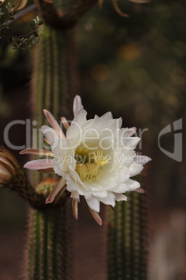 White Trichocereus spachianus cactus flower