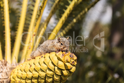 Squirrel rests on a palm tree