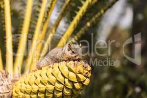 Squirrel rests on a palm tree