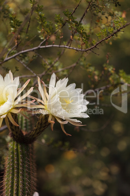 White Trichocereus spachianus cactus flower