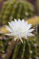 White Trichocereus spachianus cactus flower