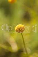 Craspedia Billy Balls Yellow Flower