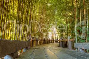 Bamboo path with thick Chinese bamboo