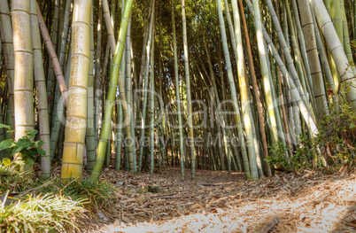 Bamboo path with thick Chinese bamboo