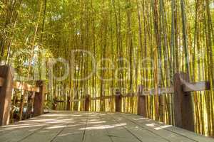 Bamboo path with thick Chinese bamboo