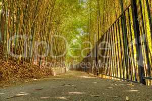 Bamboo path with thick Chinese bamboo
