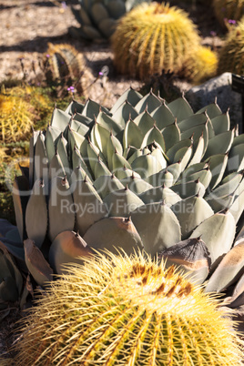 Blue agave cactus also called blue flame agave