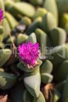 Bright pink flower on a Cheiridopsis purpurea cactus