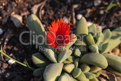 Bright red flower on a Cheiridopsis speciosa cactus