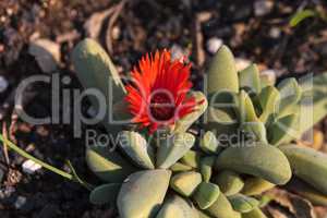 Bright red flower on a Cheiridopsis speciosa cactus