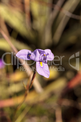 Small purple Douglas iris