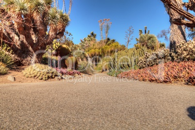 Desert garden path