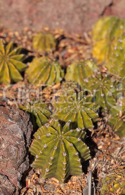 White Knight cactus