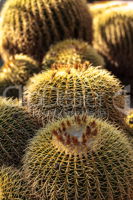 Golden barrel cactus Echinocactus grusonii