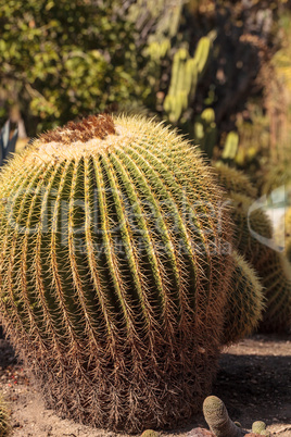 Golden barrel cactus Echinocactus grusonii