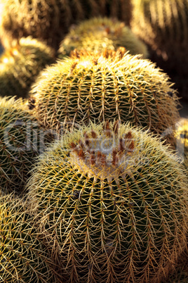 Golden barrel cactus Echinocactus grusonii