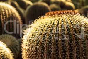 Golden barrel cactus Echinocactus grusonii