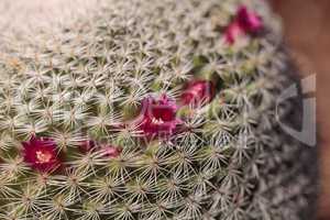 Twin spined cactus Mammillaria geminispina
