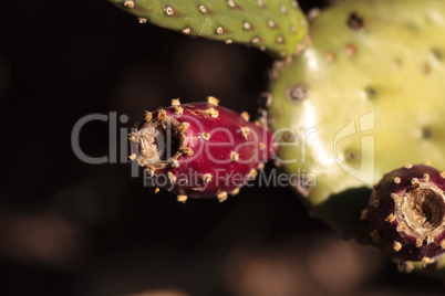 Red fruit on Prickly Pear Opuntia bravoana cactus