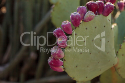 Red fruit on Prickly Pear Opuntia bravoana cactus