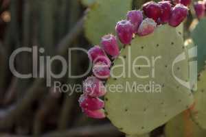 Red fruit on Prickly Pear Opuntia bravoana cactus