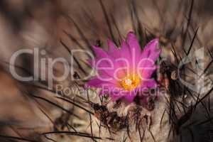 Pink flower on Echinocereus viereckii cactus