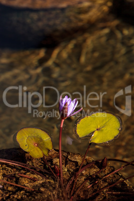 Blue star water lily, Nymphaea nochali