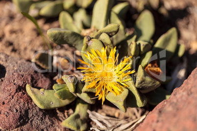 Pleiospilos willowmorensis cactus