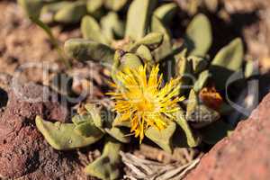Pleiospilos willowmorensis cactus