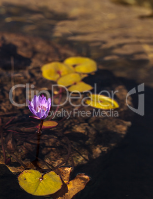 Blue star water lily, Nymphaea nochali